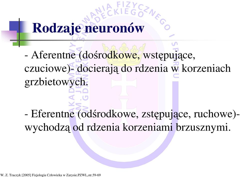 - Eferentne (odśrodkowe, zstępujące, ruchowe)- wychodzą od rdzenia