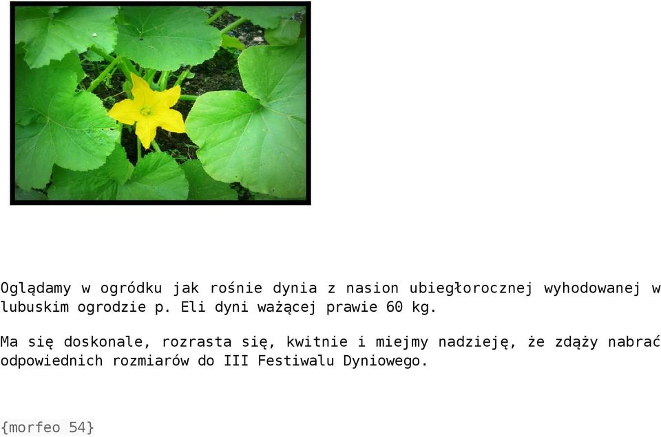 Ma się doskonale, rozrasta się, kwitnie i miejmy nadzieję, że