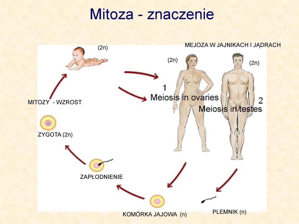 MITOZY - WZROST ZYGOTA (2n)