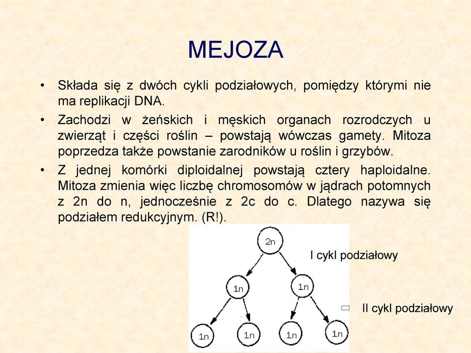 Mitoza poprzedza także powstanie zarodników u roślin i grzybów. Z jednej komórki diploidalnej powstają cztery haploidalne.