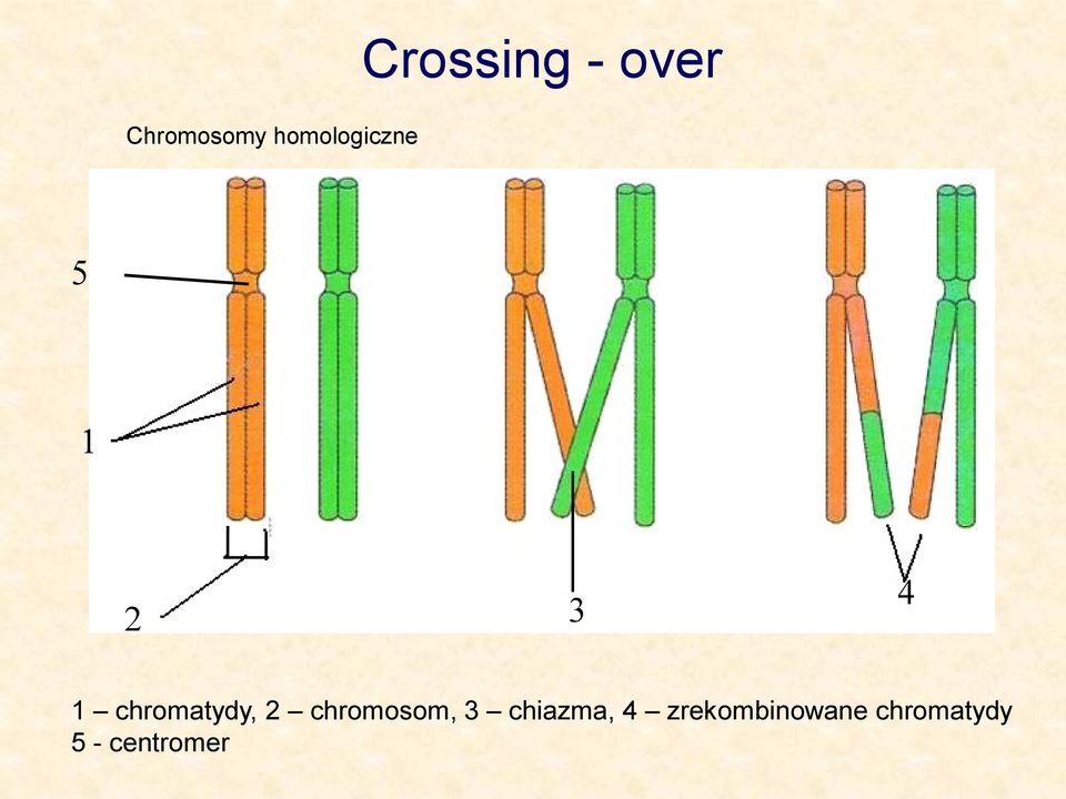 chromosom, 3 chiazma, 4