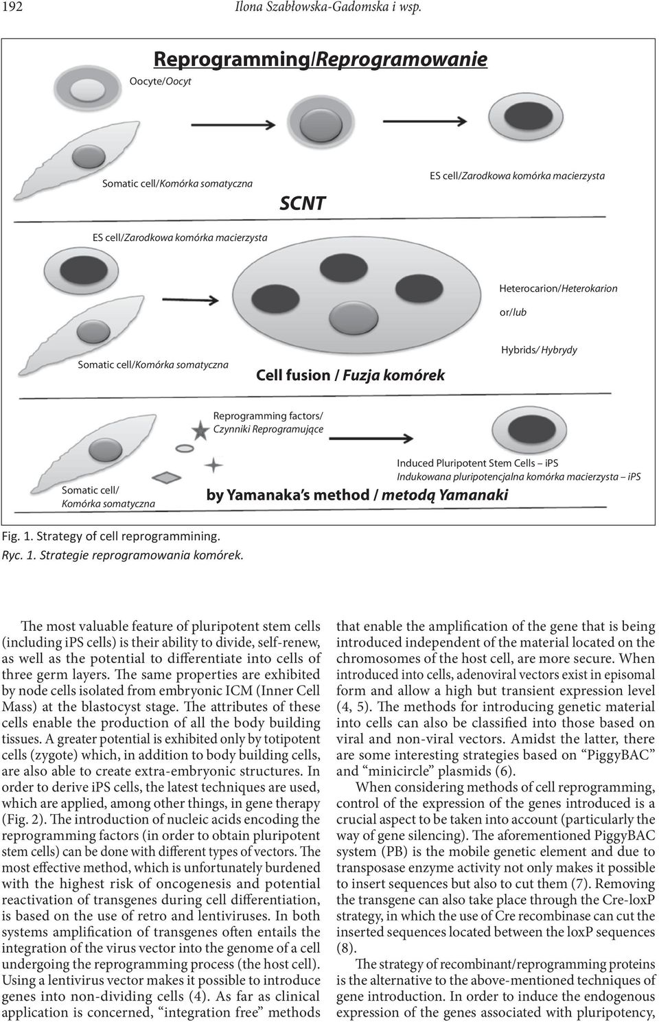 cell/komórka somatyczna Cell fusion / Fuzja komórek Hybrids/ Hybrydy Reprogramming factors/ Czynniki Reprogramujące Somatic cell/ Komórka somatyczna by Yamanaka s method / metodą Yamanaki Induced