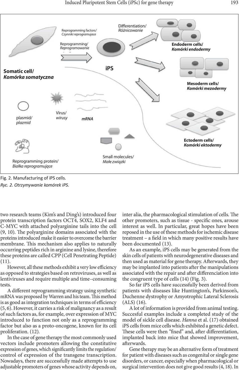 molecules/ Małe związki Fig. 2. Manufacturing of ips cells. Ryc. 2. Otrzymywanie komórek ips.