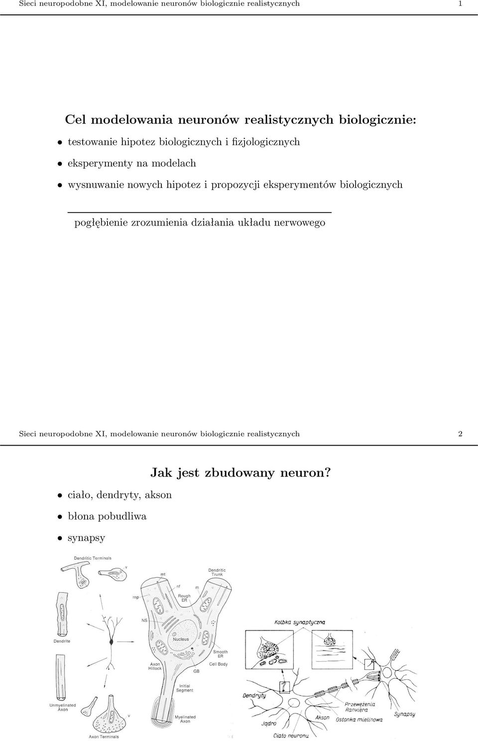 propozycji eksperymentów biologicznych pogłębienie zrozumienia działania układu nerwowego Sieci neuropodobne XI,