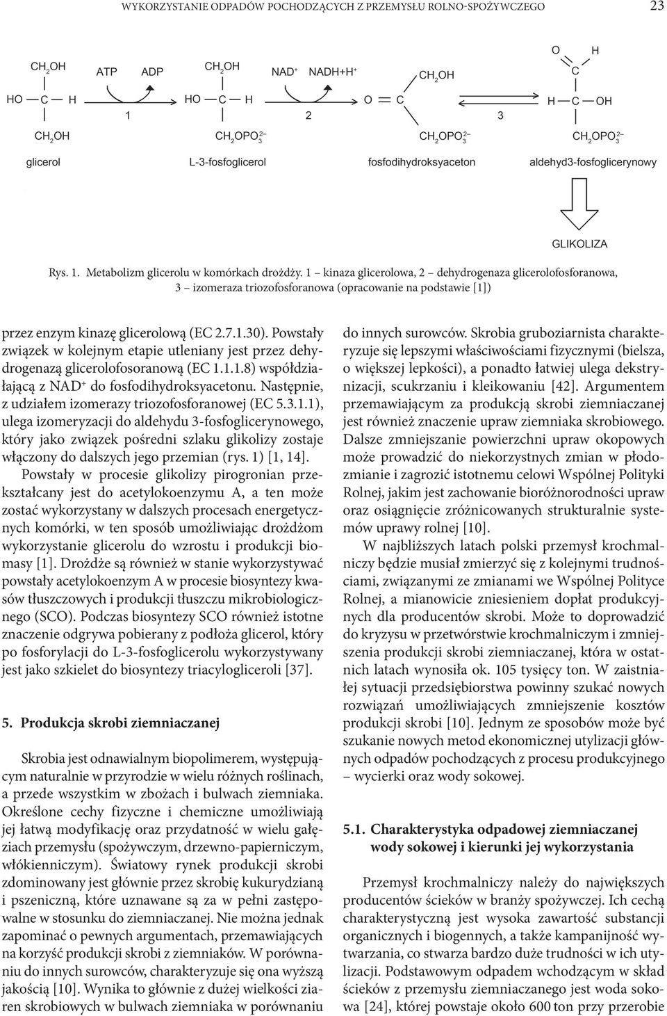 Powstały związek w kolejnym etapie utleniany jest przez dehydrogenazą glicerolofosoranową (EC 1.1.1.8) współdziałającą z NAD + do fosfodihydroksyacetonu.
