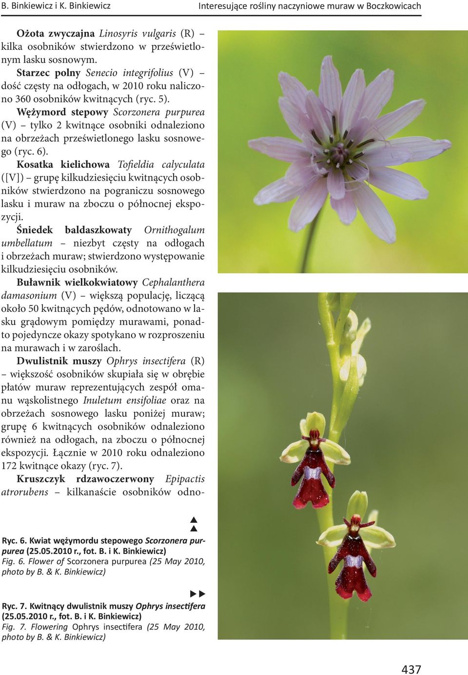 Wężymord stepowy Scorzonera purpurea (V) tylko 2 kwitnące osobniki odnaleziono na obrzeżach prześwietlonego lasku sosnowego (ryc. 6).