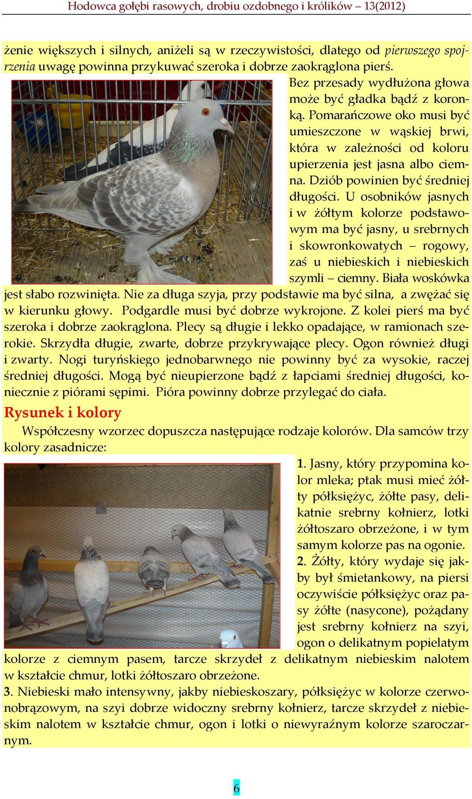 Dziób powinien być średniej długości. U osobników jasnych i w żółtym kolorze podstawowym ma być jasny, u srebrnych i skowronkowatych rogowy, zaś u niebieskich i niebieskich szymli ciemny.
