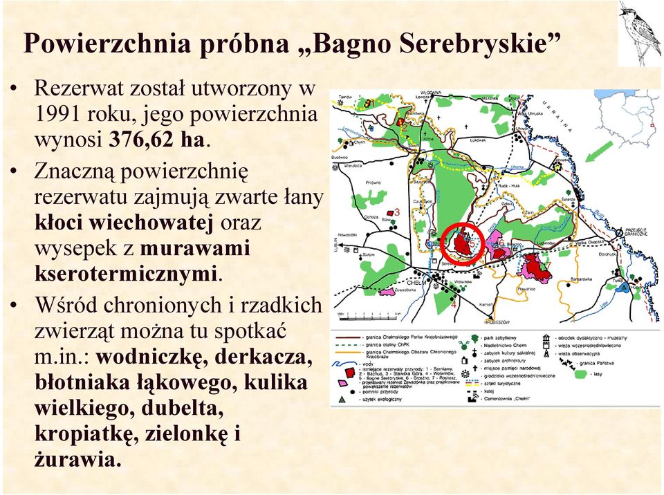 Znaczną powierzchnię rezerwatu zajmują zwarte łany kłoci wiechowatej oraz wysepek z murawami