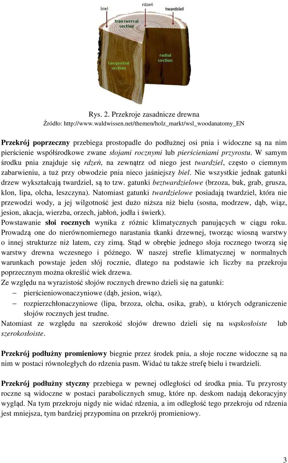 przyrostu. W samym środku pnia znajduje się rdzeń, na zewnątrz od niego jest twardziel, często o ciemnym zabarwieniu, a tuż przy obwodzie pnia nieco jaśniejszy biel.
