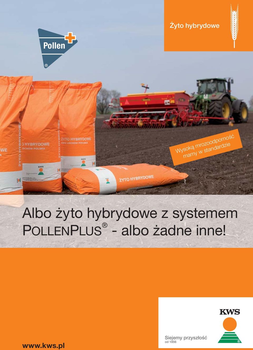standardzie Albo żyto hybrydowe