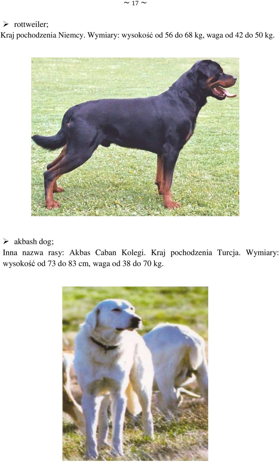 akbash dog; Inna nazwa rasy: Akbas Caban Kolegi.