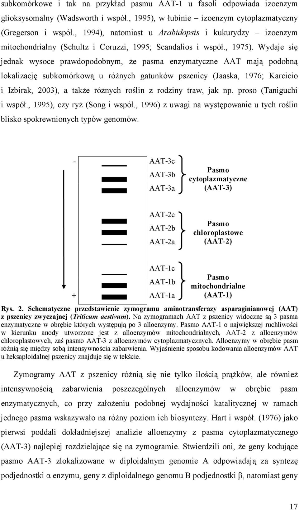 Wydaje się jednak wysoce prawdopodobnym, Ŝe pasma enzymatyczne AAT mają podobną lokalizację subkomórkową u róŝnych gatunków pszenicy (Jaaska, 1976; Karcicio i Izbirak, 2003), a takŝe róŝnych roślin z