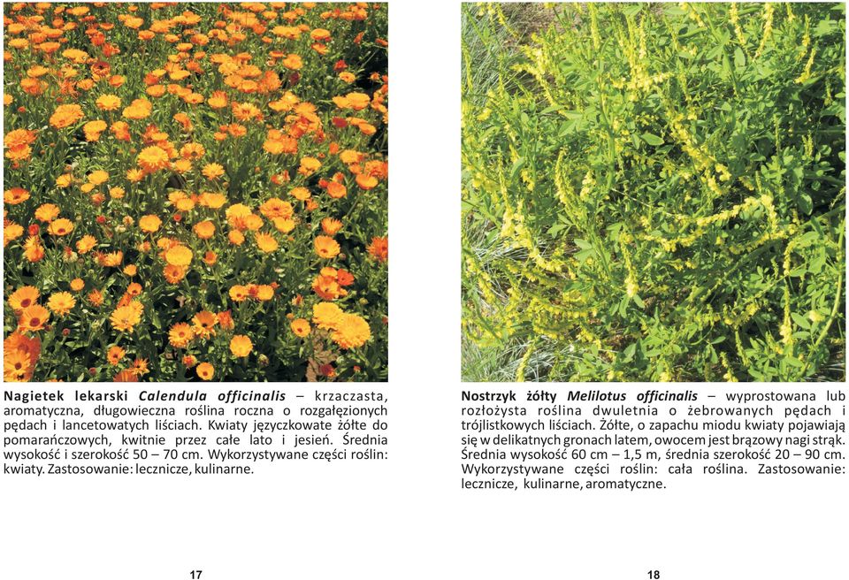 Zastosowanie: lecznicze, kulinarne. Nostrzyk ó³ty Melilotus officinalis wyprostowana lub roz³o ysta roœlina dwuletnia o ebrowanych pêdach i trójlistkowych liœciach.