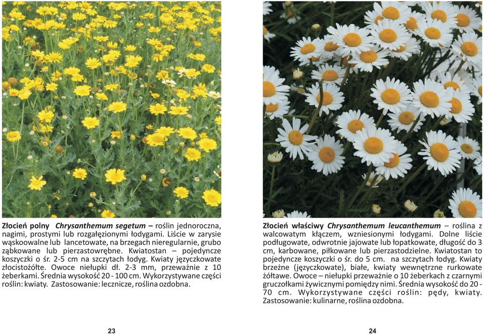 Kwiaty jêzyczkowate z³ocisto ó³te. Owoce nie³upki d³. 2-3 mm, przewa nie z 10 eberkami. Œrednia wysokoœæ 20-100 cm. Wykorzystywane czêœci roœlin: kwiaty. Zastosowanie: lecznicze, roœlina ozdobna.