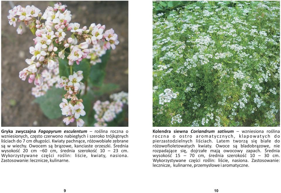 Kolendra siewna Coriandrum sativum wzniesiona roœlina roczna o ostro aromatycznych, klapowatych do pierzastodzielnych liœciach. Latem tworz¹ siê bia³e do ró owofioletowatych kwiaty.