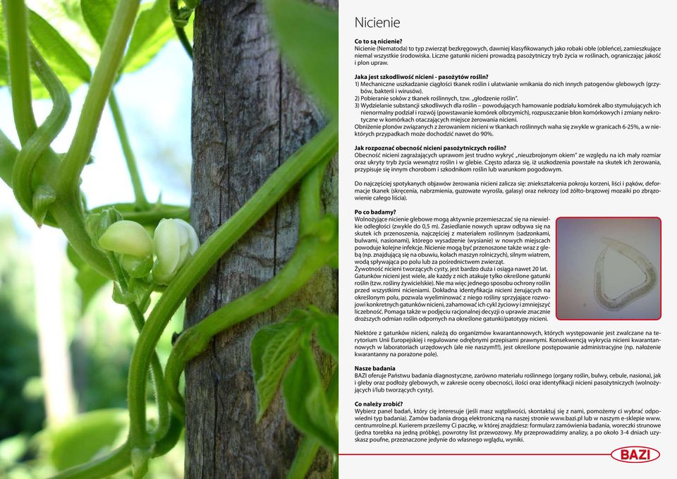 1) Mechaniczne uszkadzanie ciągłości tkanek i ułatwianie wnikania do nich innych patogenów glebowych (grzybów, bakterii i wirusów). 2) Pobieranie soków z tkanek nych, tzw. głodzenie.