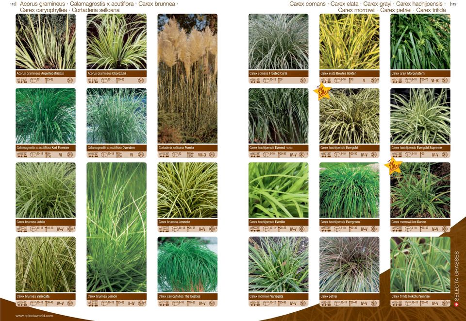 25 8 10 50 70 Calamagrostis x acutiflora Karl Foerster Calamagrostis x acutiflora Overdam Cortaderia selloana Pumila Carex hachijoensis Everest Fiwhite Carex hachijoensis Evergold Carex hachijoensis