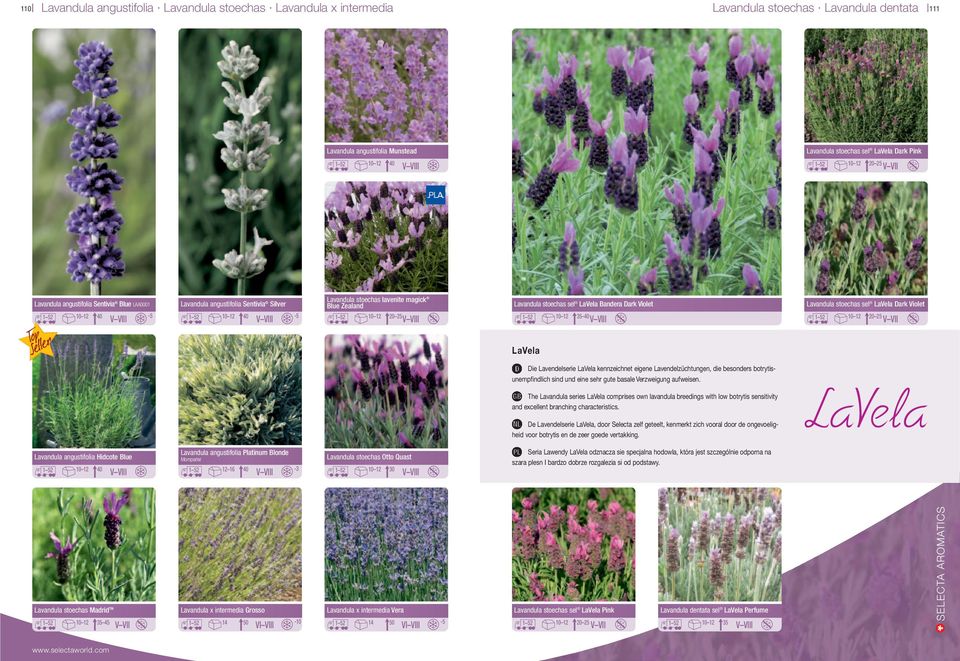 cultivars angustifolia Sentivia Silver 7 25 1 52 8 10 10 12 40 Lavandula stoechas lavenite magick Gaillardia cultivars Blue Zealand 7 25 1 52 8 10 10 12 20 25 Gaillardia Lavandula cultivars stoechas