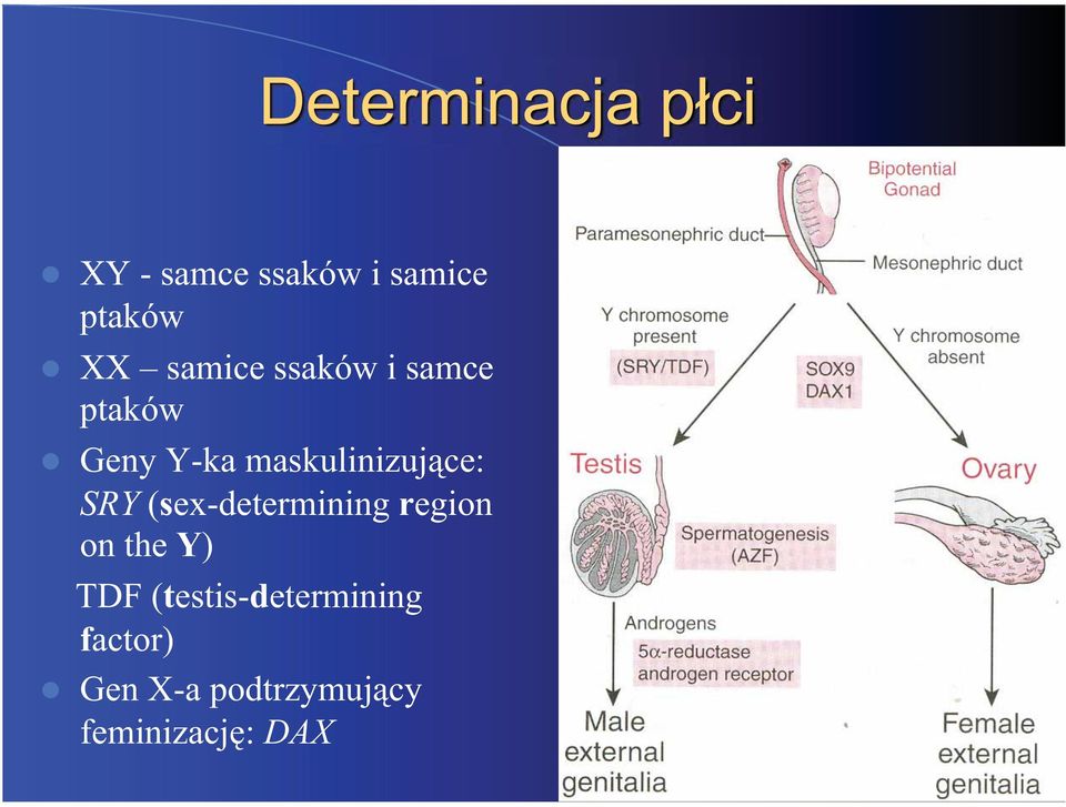 (sex-determining region on the Y) TDF