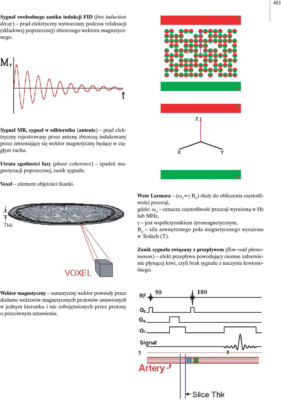 Utrata zgodnoêci fazy (phase coherence) spadek magnetyzacji poprzecznej, zanik sygna u. Voxel element obj toêci tkanki.