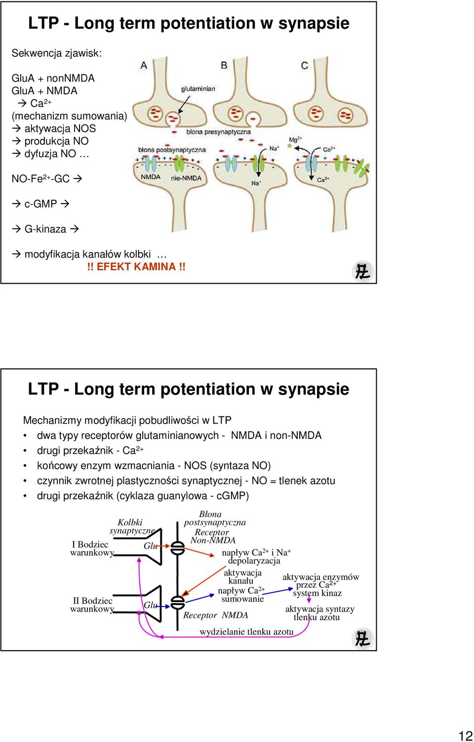 ! LTP - Long term potentiation w synapsie Mechanizmy modyfikacji pobudliwości w LTP dwa typy receptorów glutaminianowych - NMDA i non-nmda drugi przekaźnik - Ca 2+ końcowy enzym wzmacniania - NOS