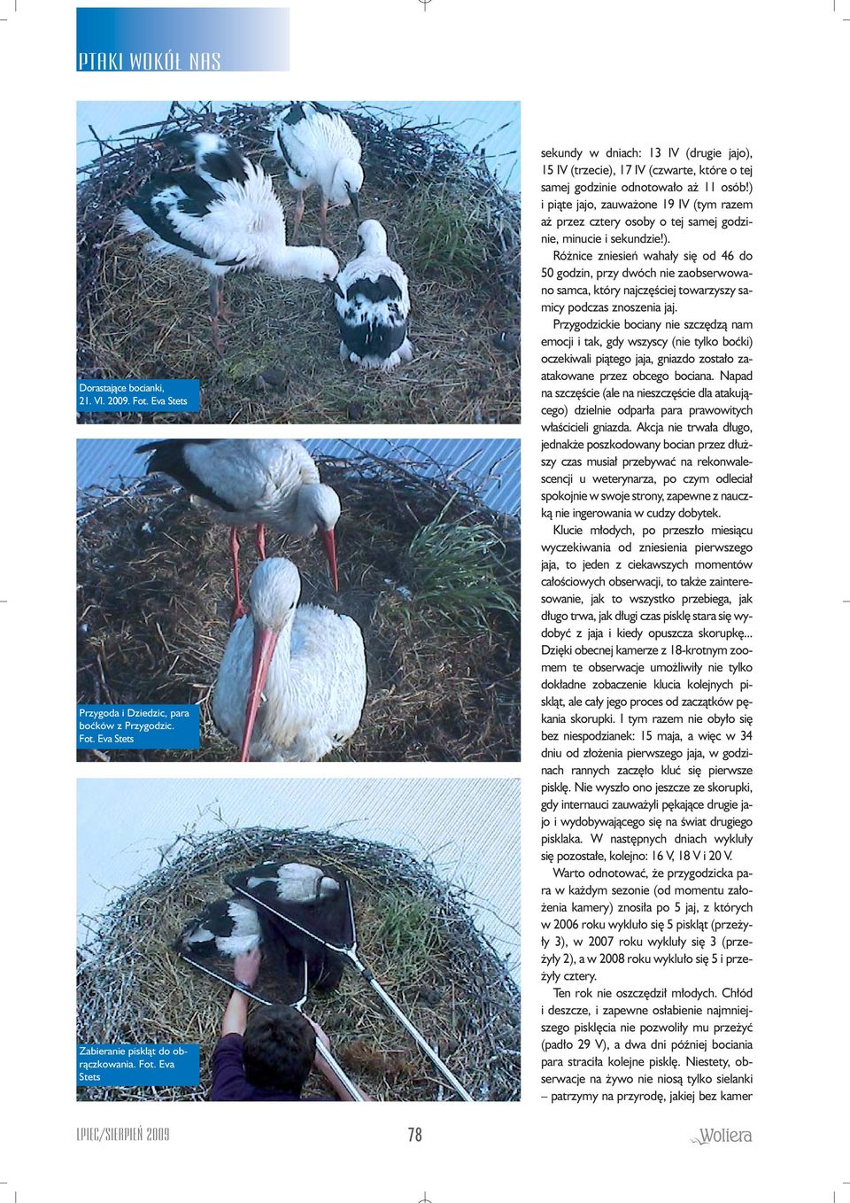 ) i piàte jajo, zauwa one 19 IV (tym razem a przez cztery osoby o tej samej godzinie, minucie i sekundzie!). Ró nice zniesieƒ waha y si od 46 do 50 godzin, przy dwóch nie zaobserwowano samca, który najcz Êciej towarzyszy samicy podczas znoszenia jaj.
