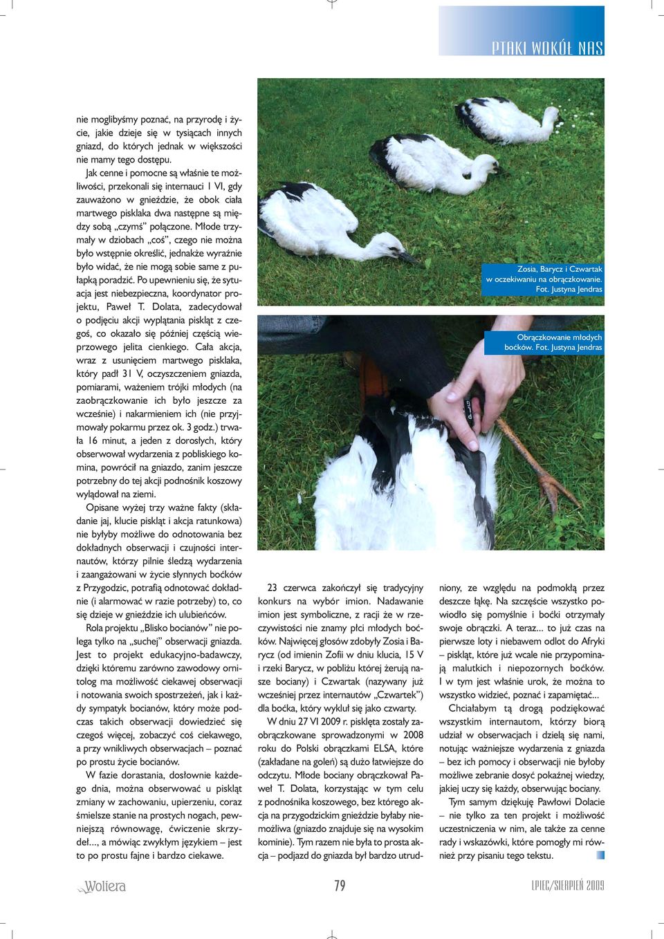 M ode trzyma y w dziobach coê, czego nie mo na by o wst pnie okreêliç, jednak e wyraênie by o widaç, e nie mogà sobie same z pu- apkà poradziç.