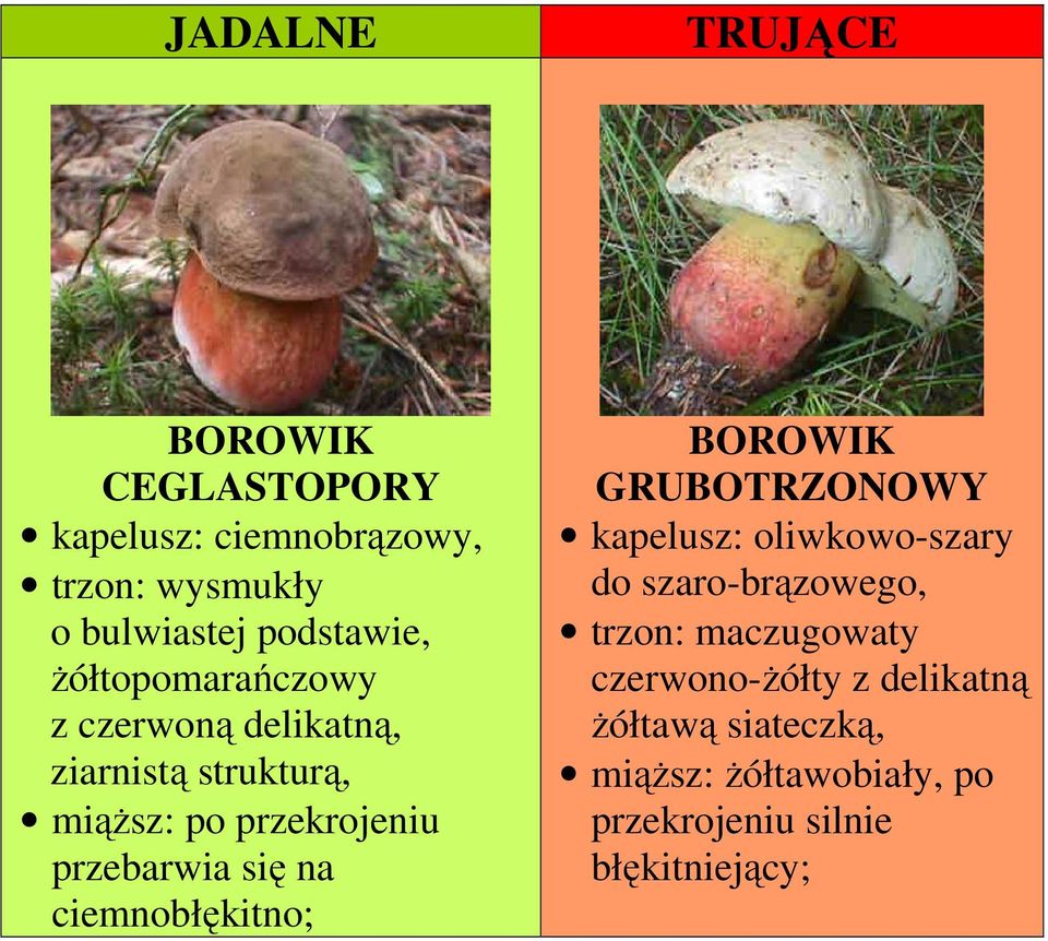 się na ciemnobłękitno; BOROWIK GRUBOTRZONOWY kapelusz: oliwkowo-szary do szaro-brązowego, trzon: