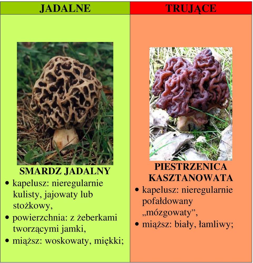 miąŝsz: woskowaty, miękki; PIESTRZENICA KASZTANOWATA