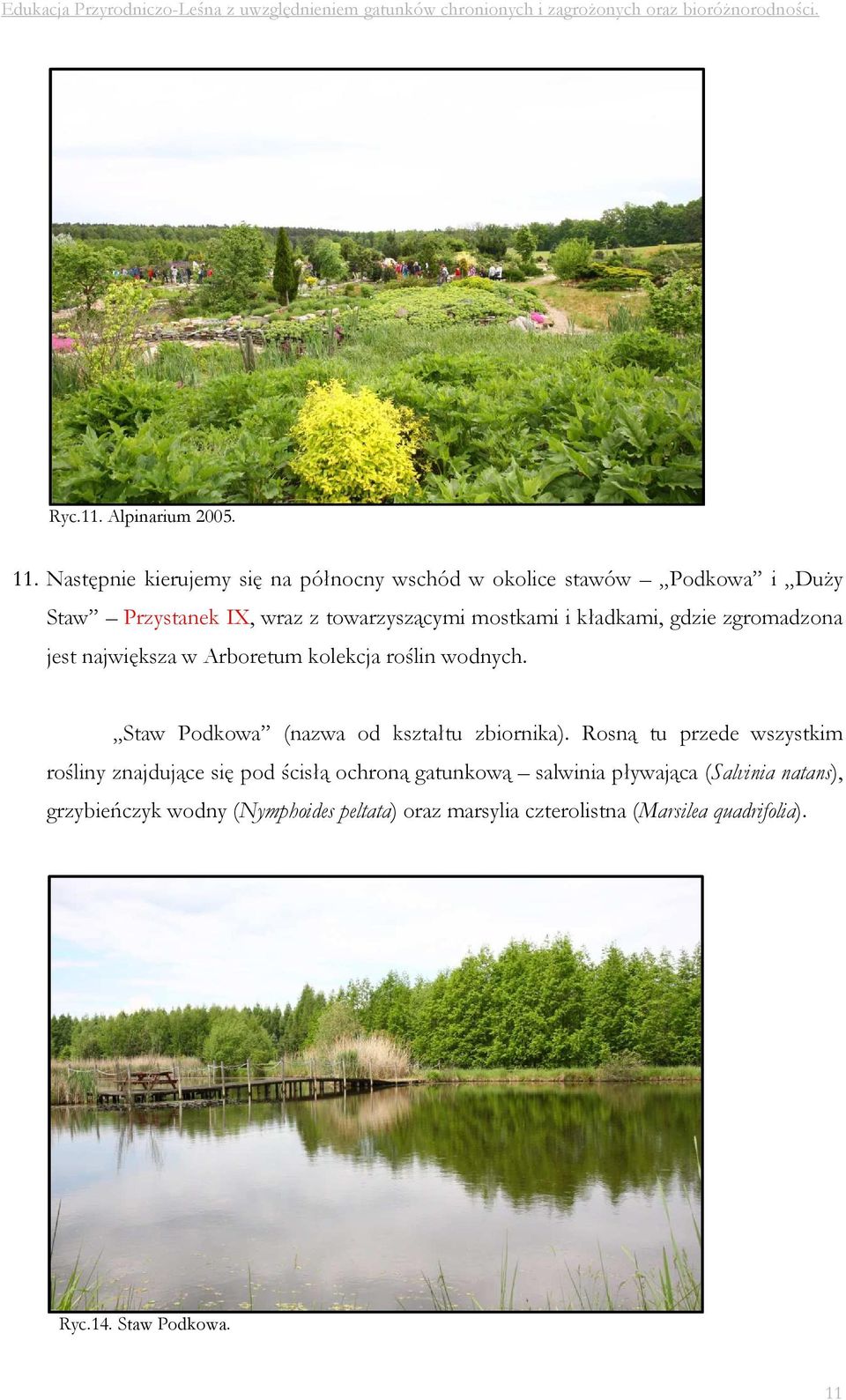 kładkami, gdzie zgromadzona jest największa w Arboretum kolekcja roślin wodnych. Staw Podkowa (nazwa od kształtu zbiornika).