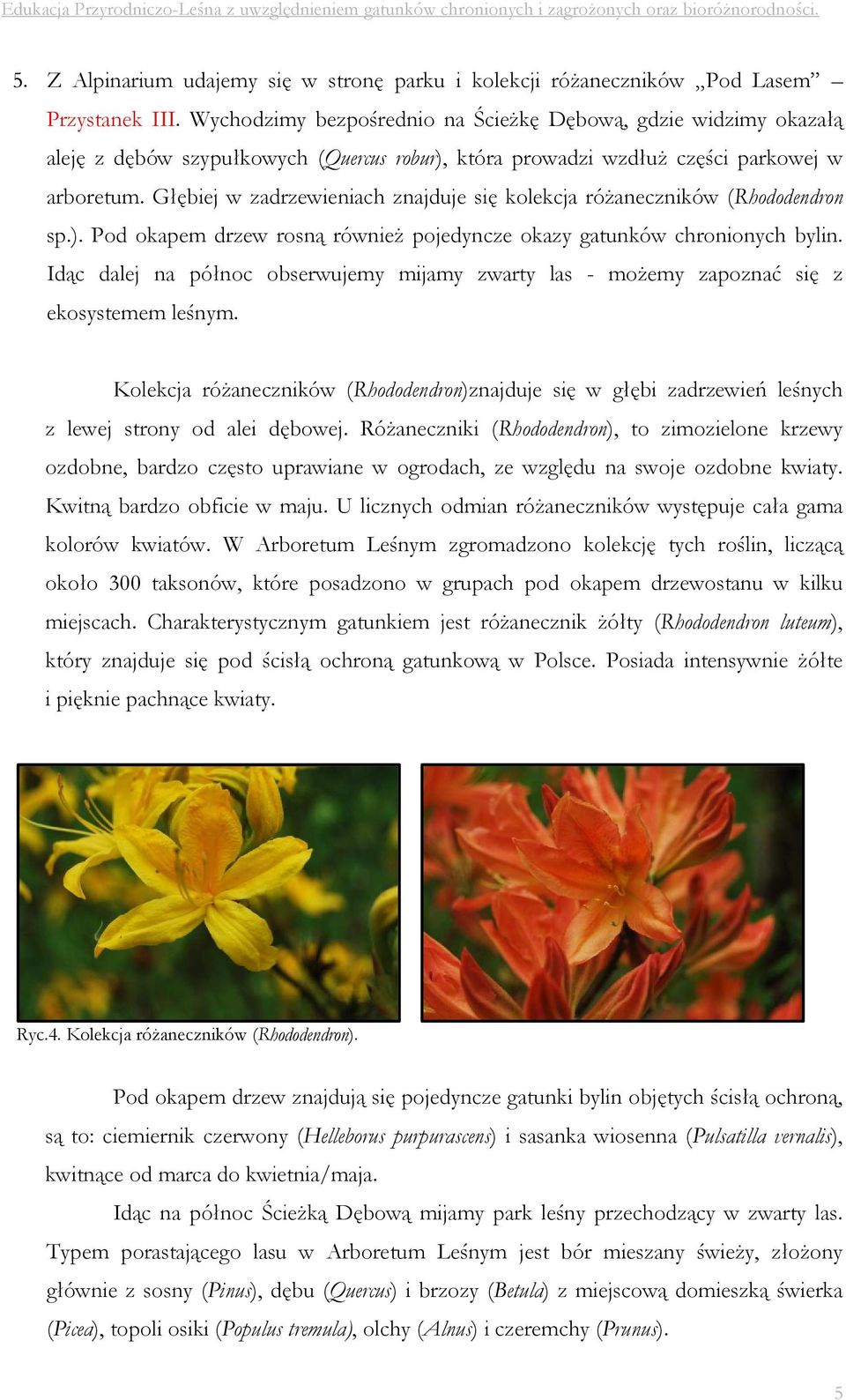 Głębiej w zadrzewieniach znajduje się kolekcja różaneczników (Rhododendron sp.). Pod okapem drzew rosną również pojedyncze okazy gatunków chronionych bylin.