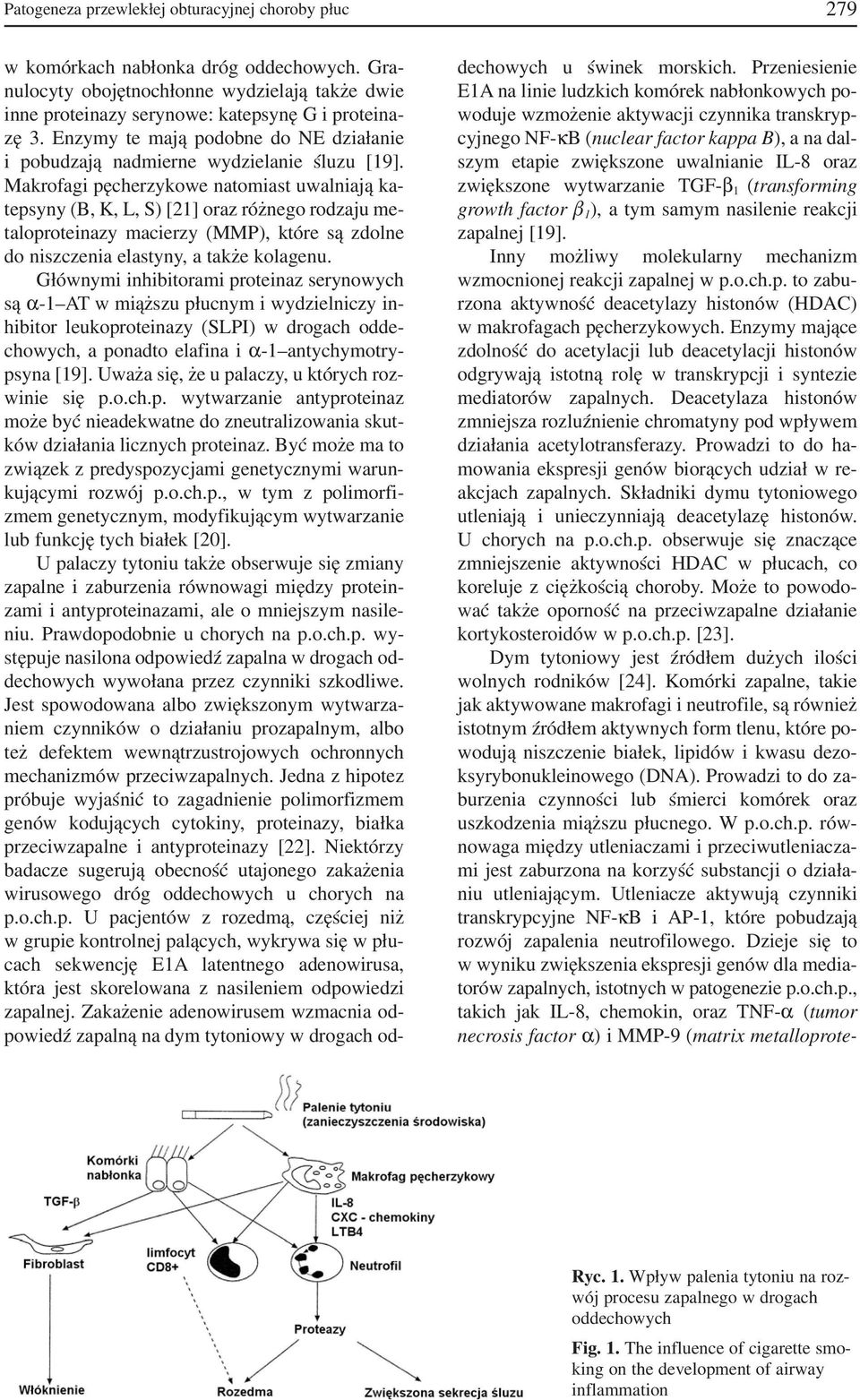 Makrofagi pęcherzykowe natomiast uwalniają ka tepsyny (B, K, L, S) [21] oraz różnego rodzaju me taloproteinazy macierzy (MMP), które są zdolne do niszczenia elastyny, a także kolagenu.