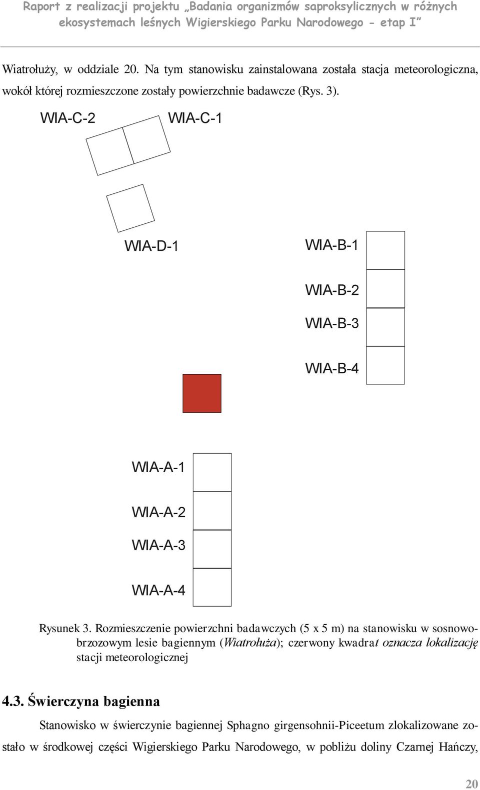 Rozmieszczenie powierzchni badawczych (5 x 5 m) na stanowisku w sosnowobrzozowym lesie bagiennym (Wiatrołuża); czerwony kwadrat oznacza lokalizację stacji