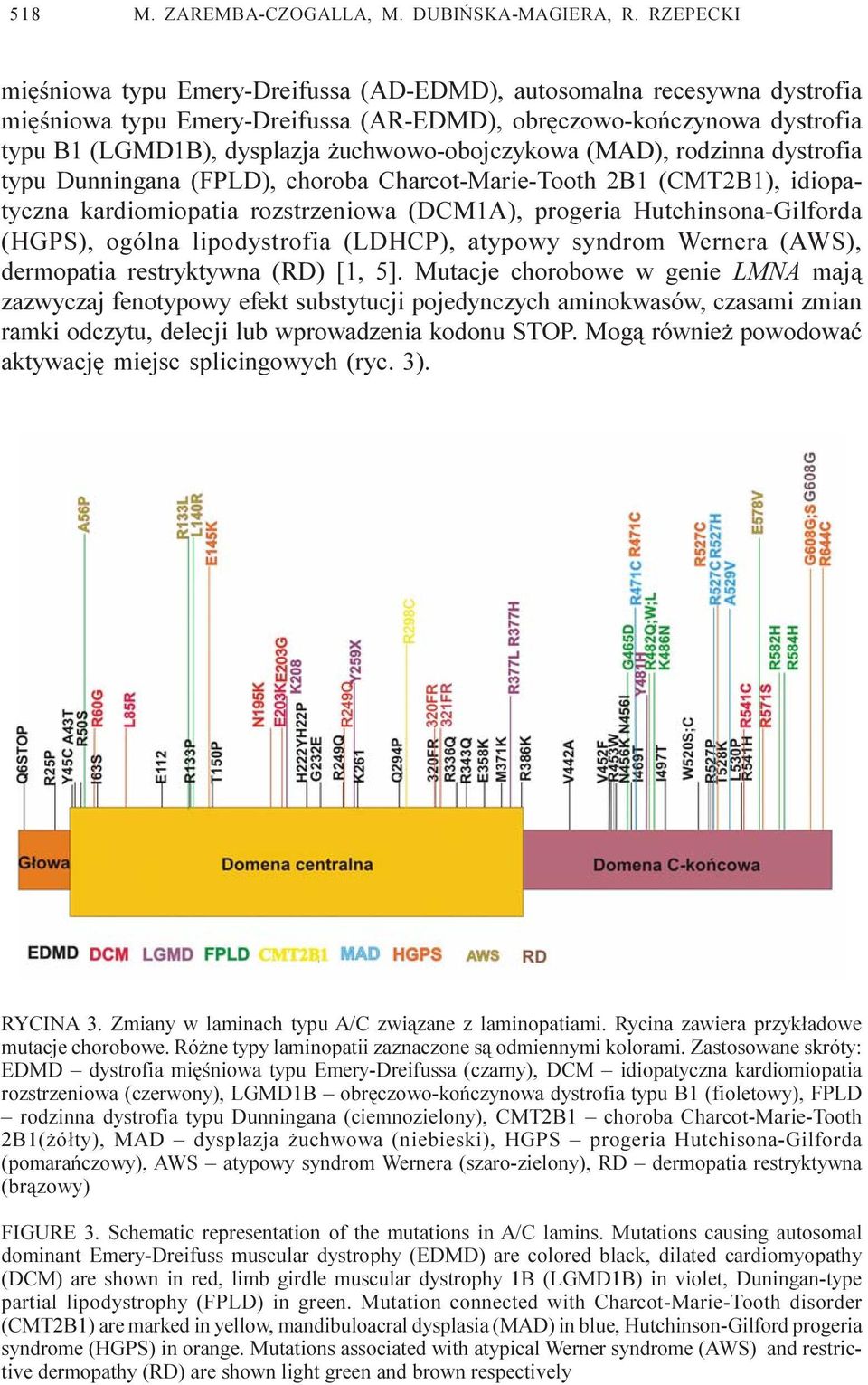 uchwowo-obojczykowa (MAD), rodzinna dystrofia typu Dunningana (FPLD), choroba Charcot-Marie-Tooth 2B1 (CMT2B1), idiopatyczna kardiomiopatia rozstrzeniowa (DCM1A), progeria Hutchinsona-Gilforda