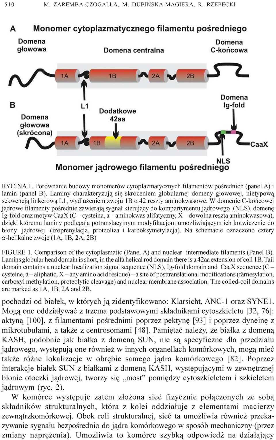 W domenie C-koñcowej j¹drowe filamenty poœrednie zawieraj¹ sygna³ kieruj¹cy do kompartymentu j¹drowego (NLS), domenê Ig-fold oraz motyw CaaX (C cysteina, a aminokwas alifatyczny, X dowolna reszta
