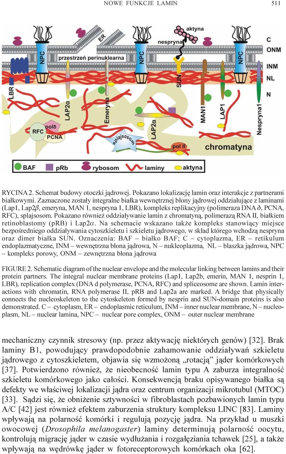 Pokazano równie oddzia³ywanie lamin z chromatyn¹, polimeraz¹ RNA II, bia³kiem retinoblastomy (prb) i Lap2a.
