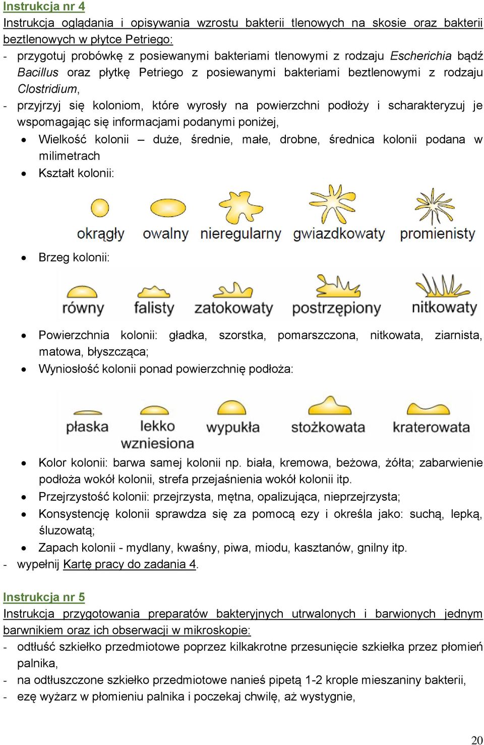 wspomagając się informacjami podanymi poniżej, Wielkość kolonii duże, średnie, małe, drobne, średnica kolonii podana w milimetrach Kształt kolonii: Brzeg kolonii: Powierzchnia kolonii: gładka,