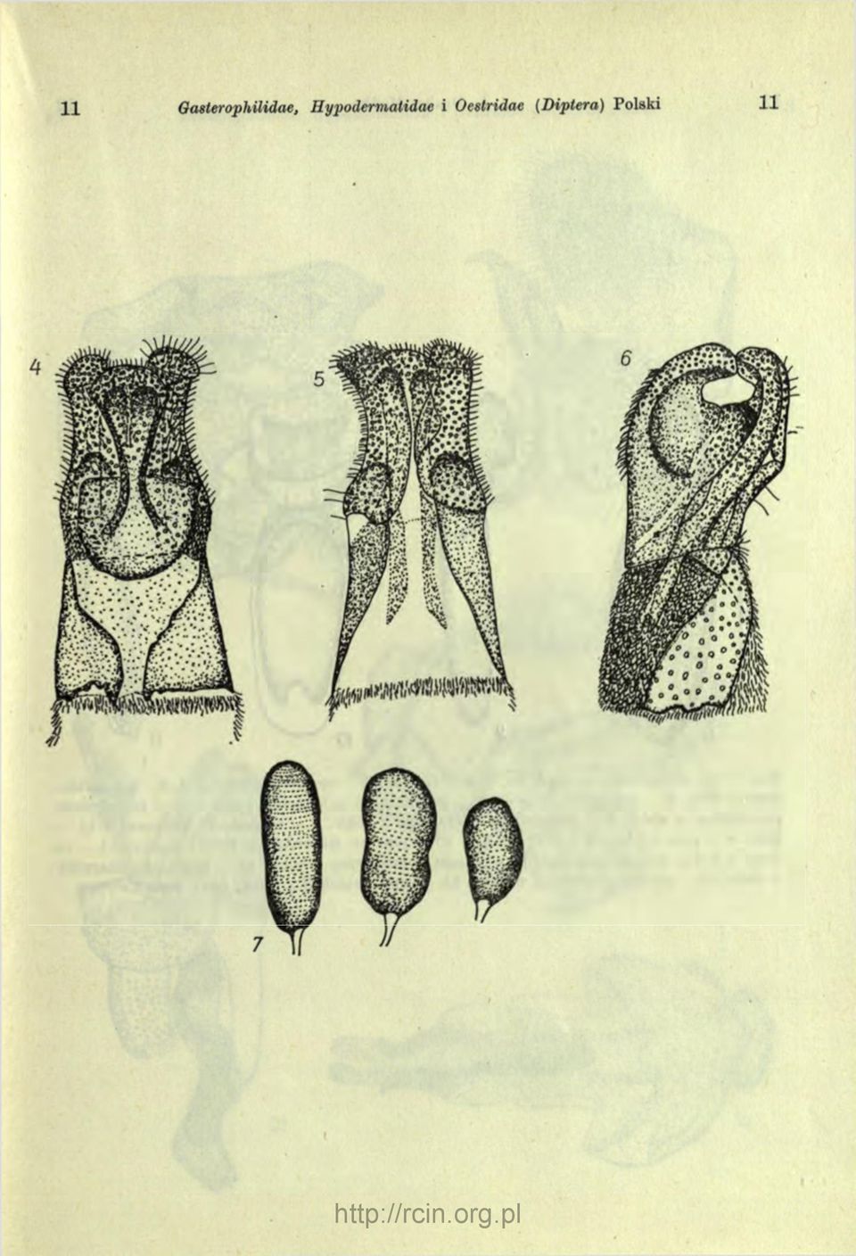 Hypodermatidae i