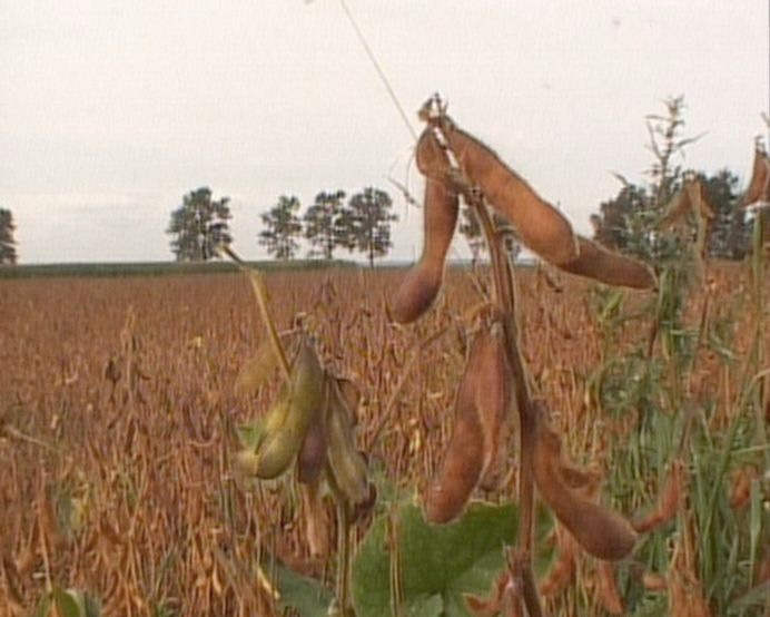 się brunatne, większość opadnie, strąki zaczną zwisać ku dołowi (wilgotność 14-15%).