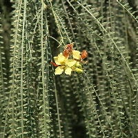 Parkinsonia aculeata Parkinsonia aculeata Styczeń Luty Opryskiwanie, Marzec Opryskiwanie,, Lekkie przycinanie