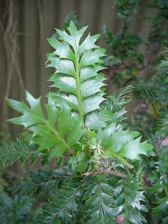 Rozmnażanie wegetatywne u roślin Lomatia tasmanica (Proteaceae,