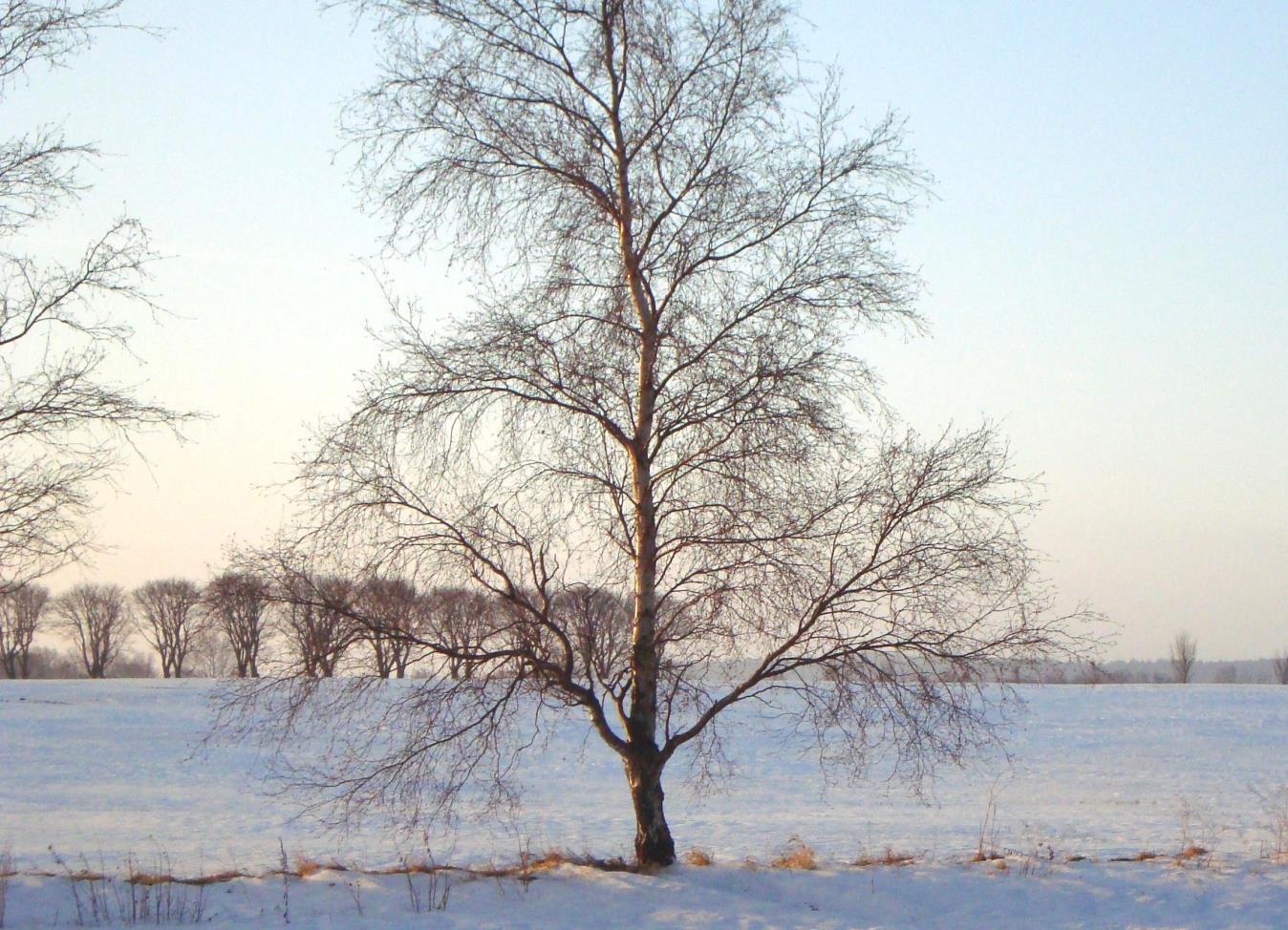 Zasada działania -