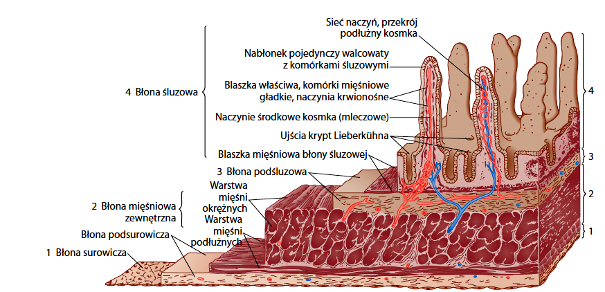 Przekrój przez