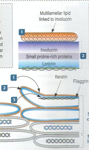 Bariera naskórkowa 1. Filament-matrix kompleks Filamenty cytokeratynowe spojone filagryną 2.