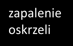 obrębie komórek nabłonkowych może