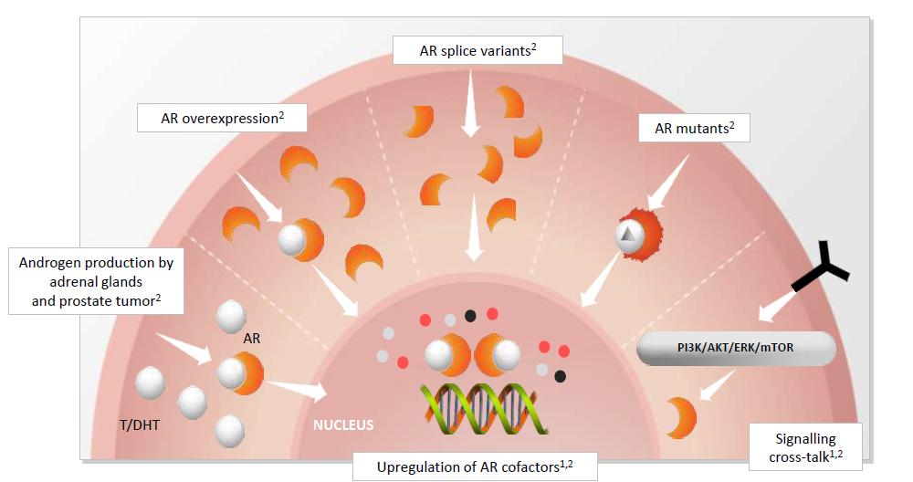 Mechanizmy oporności na kastrację warianty splicingu AR nadekspresja AR mutacje AR produkcja androgenów w komórkach nowotworowych i