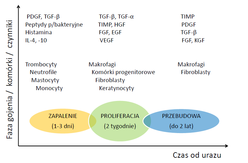 Pikuła M. i wsp. Komórki macierzyste i czynniki wzrostu w gojeniu ran Ryc. 2. Trzy fazy gojenia rany z zaznaczonymi komórkami oraz czynniki zaangażowane w ten proces włóknistej.
