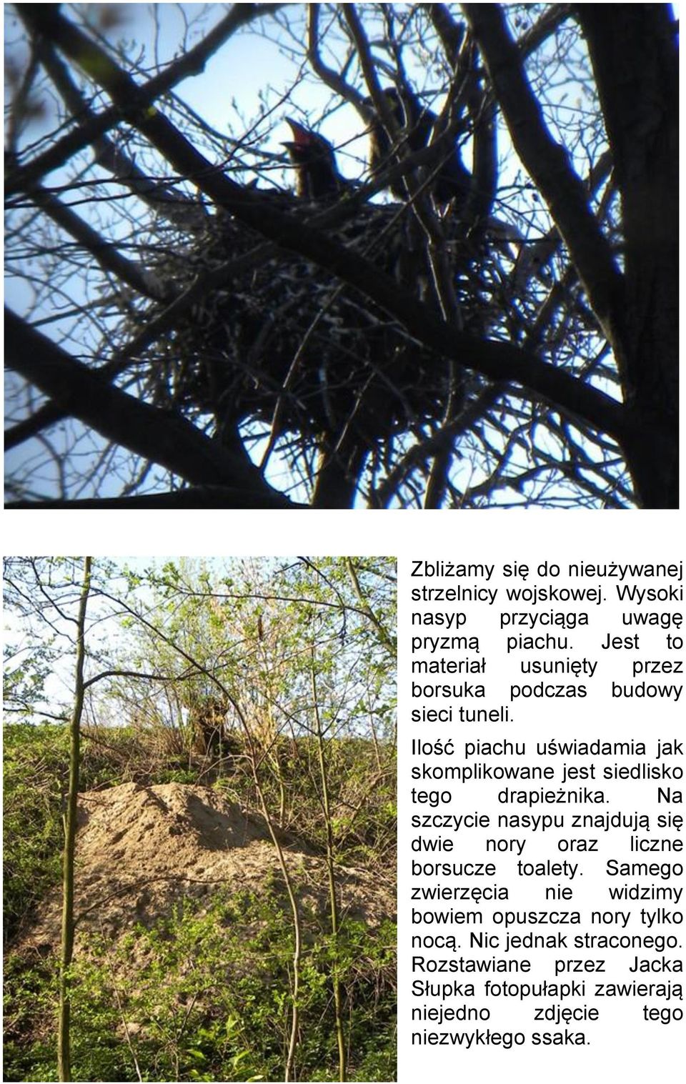 Ilość piachu uświadamia jak skomplikowane jest siedlisko tego drapieżnika.