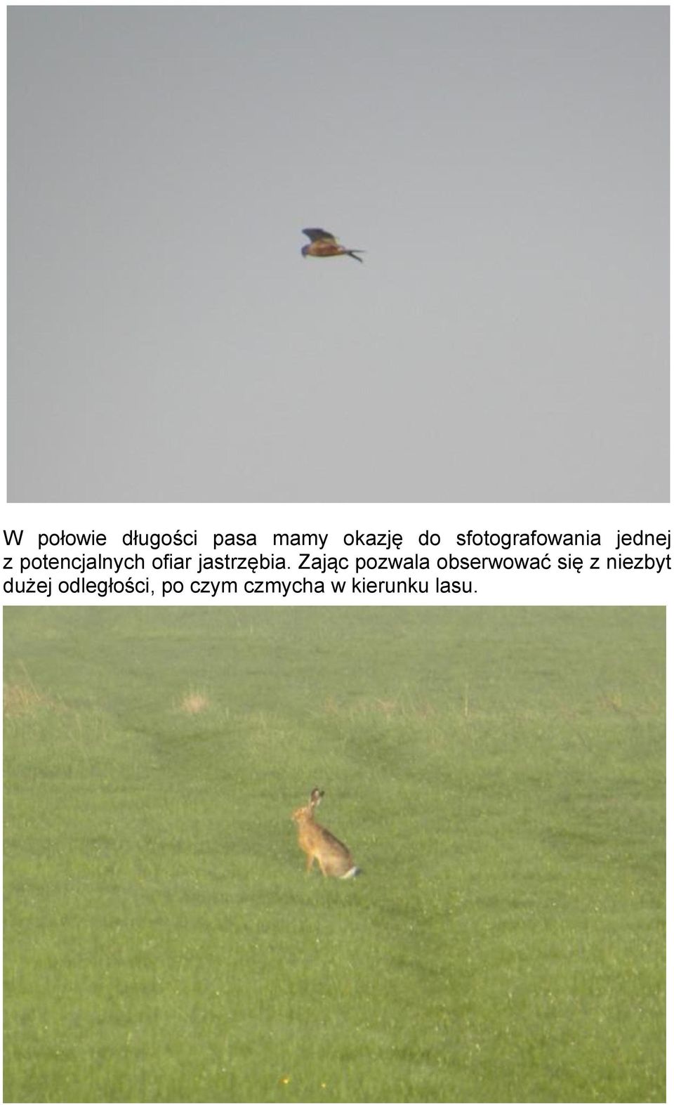 jastrzębia.