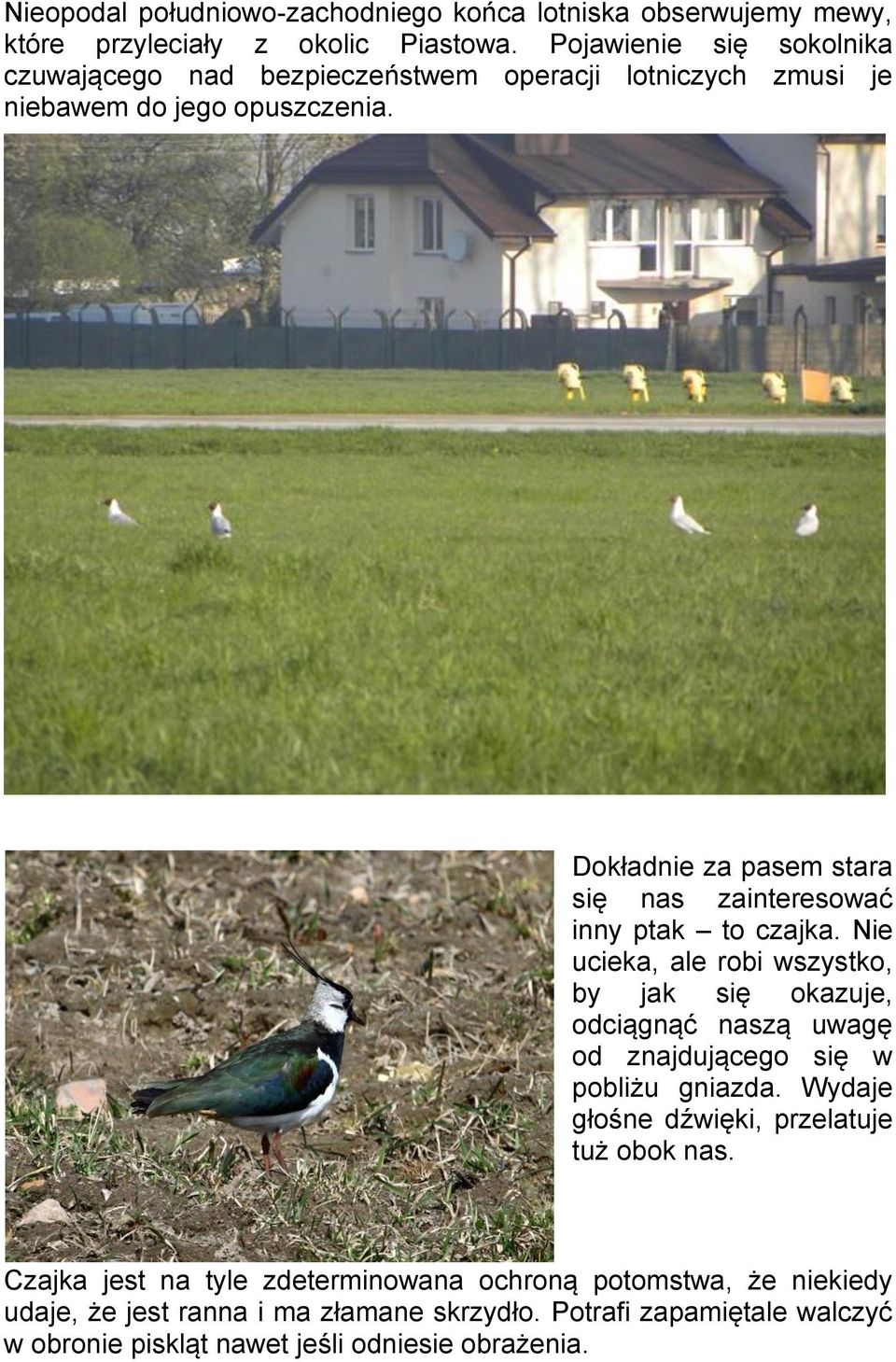 Dokładnie za pasem stara się nas zainteresować inny ptak to czajka.